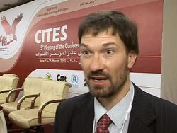 CLEAN:Africa's gorillas face bleak future: report News Clip