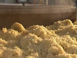 Pickled cabbage on conveyor line Stock Footage