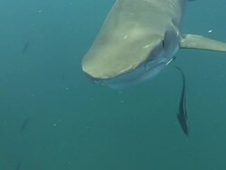 Tiger Shark (Galeocerdo cuvier) Stock Footage