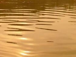 Surface water waves Stock Footage