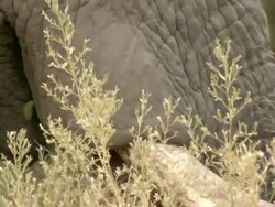 CU TU TD Elephant grazing / Okavango Delta, North West District, Botswana Stock Footage