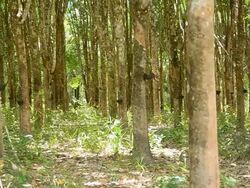 panning : mature rubber tree garden in south of Thailand Stock Footage