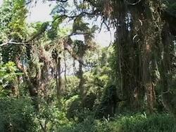 Hawaiian jungle hike Stock Footage