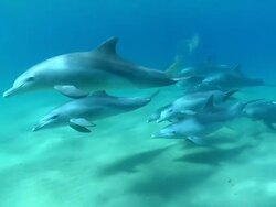 MS Shot of Bottlenose dolphin pod swimming along sea floor and observing with sun filtering through water surface / Sodwana Bay, KwaZulu Natal, South Africa Stock Footage
