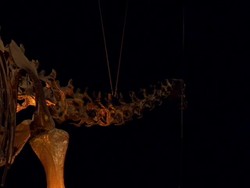 Diplodocus Skeleton In Central Hall News Clip