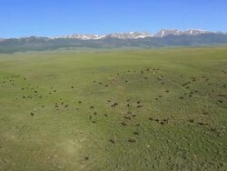 WS AERIAL DS View of Bisons on open grass / Westclife, Colorado, United States Stock Footage