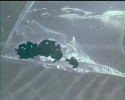 TROPICAL FISH News Clip