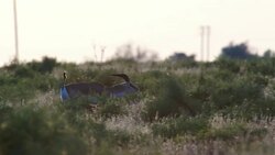 Gazelle Goitered Stock Footage