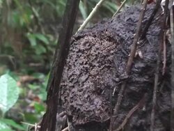Termite nest Stock Footage