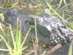 Young alligator 5 Stock Footage