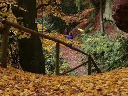 MS Two hiker women walking through autumn forest  / Kastel-Staadt, Rhineland-Palatinate, Germany Stock Footage