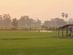 Farmer spraying pesticide on rice field. Stock Footage