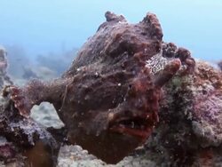 Frogfish Stock Footage