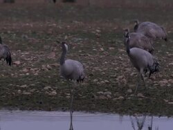 European Cranes (Grus grus) walk down to water, North East Extremadura in Dehesa. Cranes migrate south in winter from Scandinavia and Northern Europe to Spain and roost in large numbers mainly on lake shores. Stock Footage