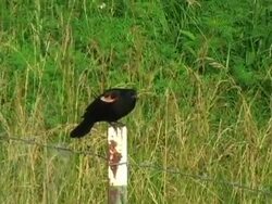 Oriole on Fence Post Stock Footage