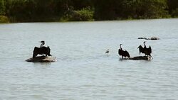 Duck with wings open to cool Stock Footage
