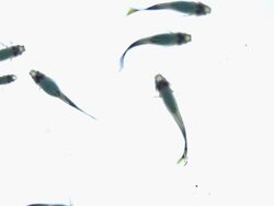 guppy fish, swimming on white background Stock Footage