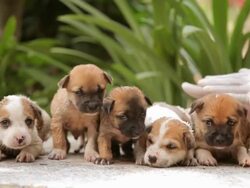 Female hand washing puppy dog Stock Footage