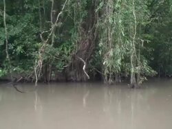 Tortuguero Channel Stock Footage
