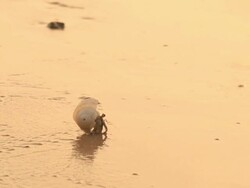 Hermit crab Stock Footage