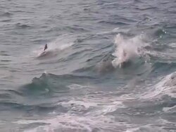 MS POV Shot of Dolphins swimming / Northern Territory, Australia Stock Footage