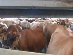 Cow Herd Stock Footage