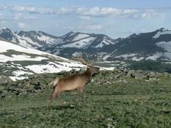 MS Shot of bull elk walking across tundra / Grand Lake, Colorado, United States Stock Footage