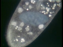 BCU microscopic view of Paramecium moving Stock Footage