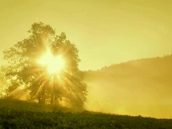 WS TD Solitary Tree In The Mist Stock Footage