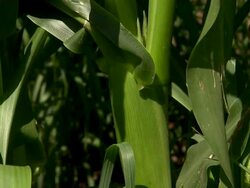 Close up of corn stalk. Stock Footage