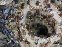 Time-lapse of meliponine bees (sweat bees) at the entrance of their nest on the rainforest floor, Ecuador. Stock Footage