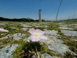 Wild Flower Stock Footage