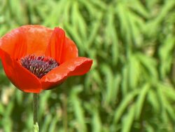 Poppy blowing in the wind Stock Footage
