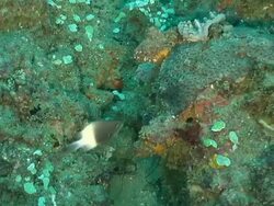 MS ZI Shot of Single peacock mantis shrimp scurrying along sea floor and hiding under ledge / Sodwana Bay, KwaZulu Natal, South Africa Stock Footage