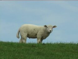 Sheep / Lamb Graze Stock Footage