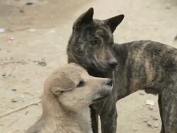 MS feral dogs / Xam Neua, Laos Stock Footage