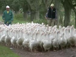 MS View of flock of geese / Serrig, Rhineland-Palatinate, Germany Stock Footage