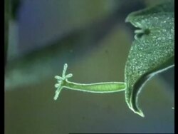 MS microscopic view of pair of Hydra moving, hanging from leaf Stock Footage