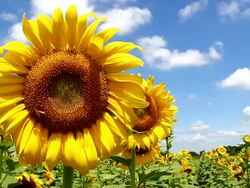 sunflower and bee with blue sky Stock Footage