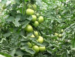 MS Shot of solanum lycopersicum or tomato / Serrig, Rhineland-Palatinate, Germany Stock Footage
