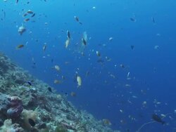 MS Mola mola being cleaned along side reef / Nusa Lembongan, Klungkung, Indonesia Stock Footage