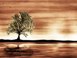 Growing Tree Stock Footage