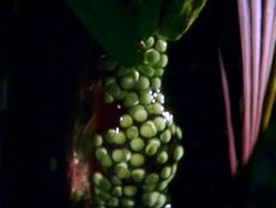 Red-eyed tree Frogs (Agalychnis callidryas), mating on leaf, camera tilts up, close up. Stock Footage