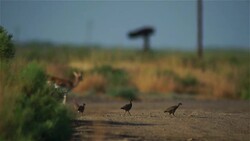 Gazelle and black francolin Stock Footage