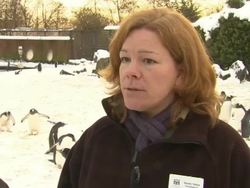 Penguins become webcam sensation News Clip