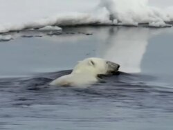 MS, Polar bear (Ursus maritimus) swimming in ocean, Russia Stock Footage