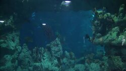 Locked of Shot of Aquarium News Clip