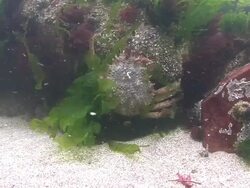 Spider Crab Stock Footage