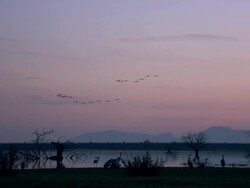 European Cranes (Grus grus) in flight over wetland and lake, North East Extremadura in Dehesa. Stock Footage