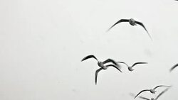 Seagull flying overhead Stock Footage